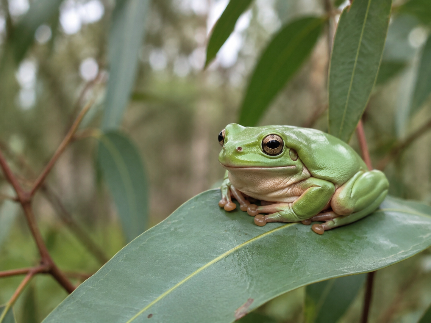Green tree frog resting on a native leaf