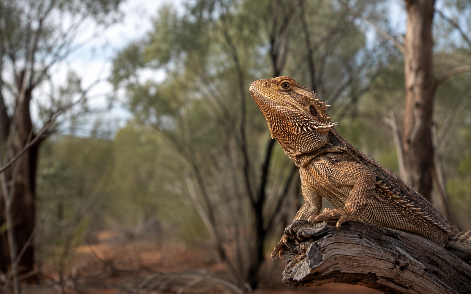 Bearded dragon resting on a branch in Australian woodland
